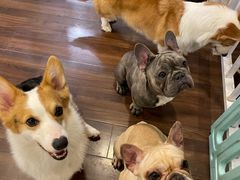 -柯斗斗主题餐厅·狗咖·围炉煮茶·茶饮(国瑞升平里店)