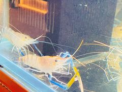 -白仁仔· 活烤海鲜 宵夜(豫园店)