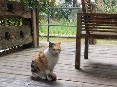 -老房子金沙元年川菜食府·花园餐厅(金沙店)