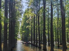 -渌洋湖湿地公园