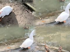 -栾川竹海野生动物园