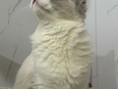 -瑞鹏瑞爱宠物医院·全科·猫科·血液透析中心(龙头寺店)