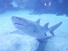 -常州海昌海洋探索馆