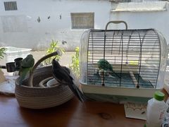 -吉丁鸟咖·异宠·寄养