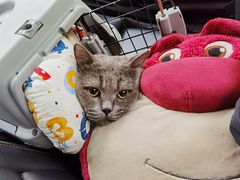 -佳怡动物医院·平价24小时·猫专科骨外科