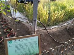 -上海都市菜园