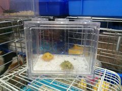 -万商花鸟市场