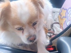 -瑞派动物医院·猫专科·至诚(江南中分院)