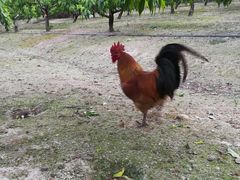 -樂桃源奉贤黄桃种植采摘基地