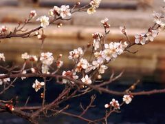 -上海吴淞炮台湾国家湿地公园