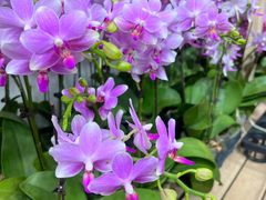 -双季花艺园艺市场(浦东店)