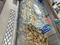 -半岛听涛蒸汽海鲜自助(K11店)