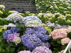 -天适樱花悠乐园