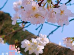 -武汉大学-樱园