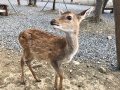 -鹿境梅花鹿生态园区