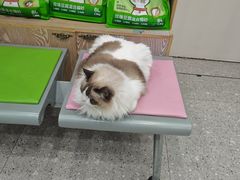 -四月宠物医院·猫专科·心脏专科·内科(转塘店)