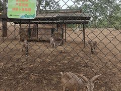 -大连森林动物园