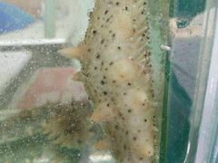 -四海鲜渔家菜(黄金海岸店)