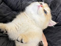-momokira米努特·德文卷毛猫·棉花面纱犬