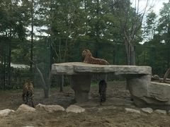 -上海野生动物园老虎餐厅