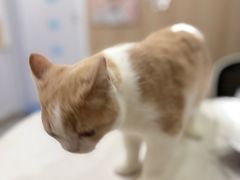 -恒幸动物医院·急重症转诊中心·神经内外科·CT核磁