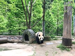 -都江堰中华大熊猫苑