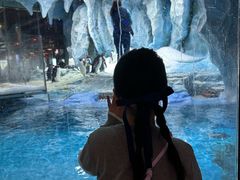 -帝企鹅自助餐厅•儿童岛•真企鹅(长隆企鹅酒店)