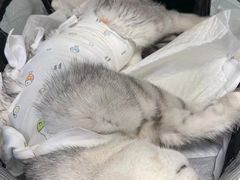 -纳吉亚猫专科动物医院博雅分院