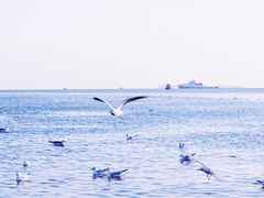 景点-栈桥景区