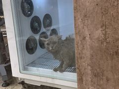 -PETKIT小佩宠物(昭化店)