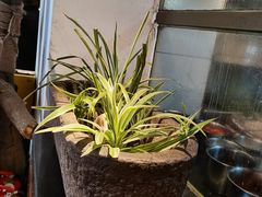 -老灶房-四川土菜(开元店)