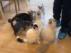 -猫咪派对(江南西店)