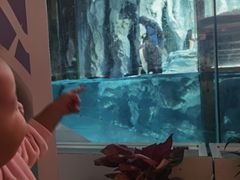 -帝企鹅自助餐厅•儿童岛•真企鹅(长隆企鹅酒店)