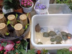 -循礼门鲜花花市(武汉循礼门店)