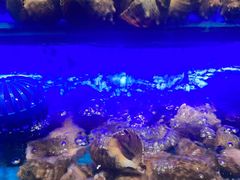-SEA西雅图海鲜自助餐厅(海乐世界店)