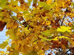 -上海海湾国家森林公园