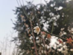 -荔枝公园(福田区)