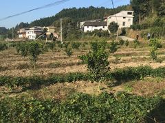 -井冈山革命烈士陵园