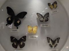 -大亚湾红树林城市湿地公园