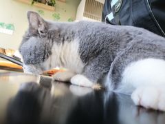 -东方名猫馆·英短金渐层布偶猫舍(环线广场1号楼店)