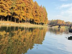 -溱湖国家湿地公园