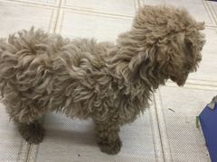 -荣耀金沙动物医院(清江西路店)