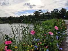 -福田红树林生态公园