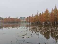-白鹭湾湿地公园