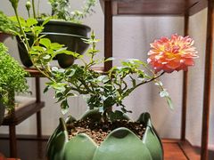 -双季花艺园艺市场(浦东店)