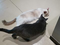 -藏猫猫咖啡主题馆(中央大道店)