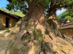 -杨家堂村