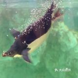 是有故事情节的烟火表演