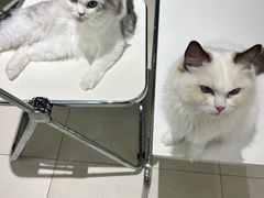 -怪兽屋·羊驼·猫咖·狗咖(俊华广场店)