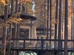 -黄海国家森林公园